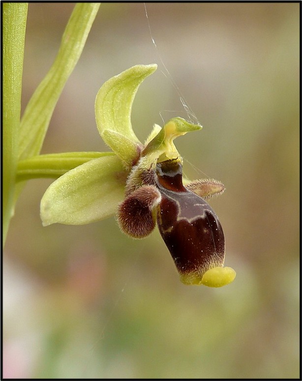 Ophrys conradiae